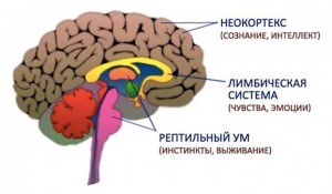 Неокортекс